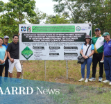 RSU researchers to tailor fertilizer treatment for Romblon's intercropped coconut farms